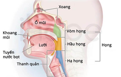 "Pembrolizumab": Bước Tiến Mới Trong Điều Trị Ung Thư Đầu Và Cổ