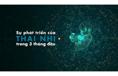 Sự phát triển của thai nhi trong 3 tháng đầu